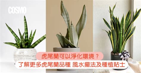 室內種虎尾蘭|虎尾蘭種植與照顧方式！虎尾蘭避免爛根的澆水方式與。